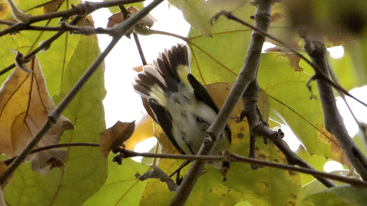 סבכון חכלילי - ML647835592