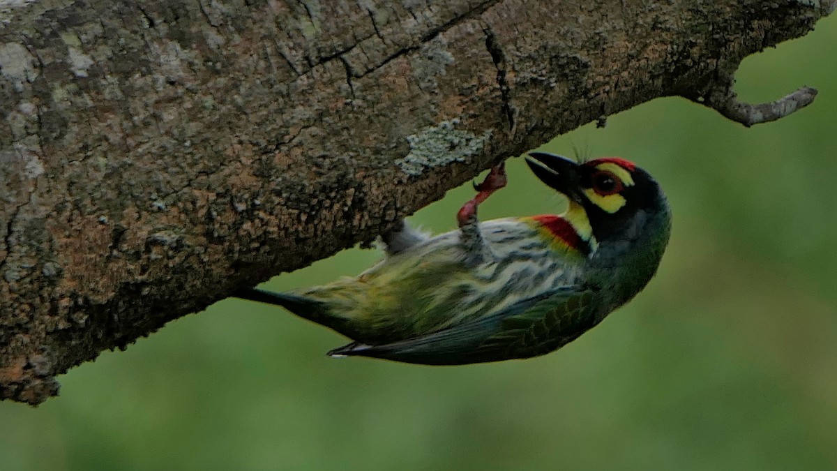 Coppersmith Barbet - ML647835593
