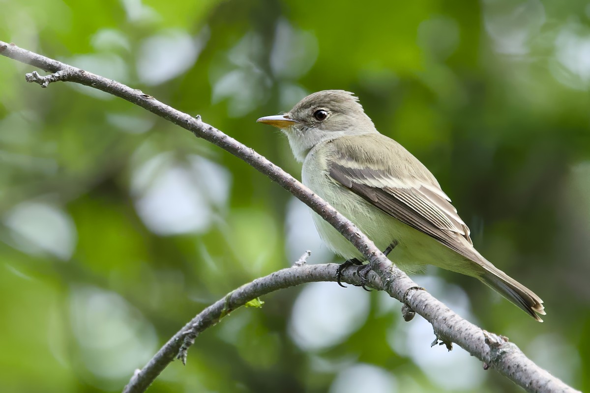 Willow Flycatcher - ML647835594