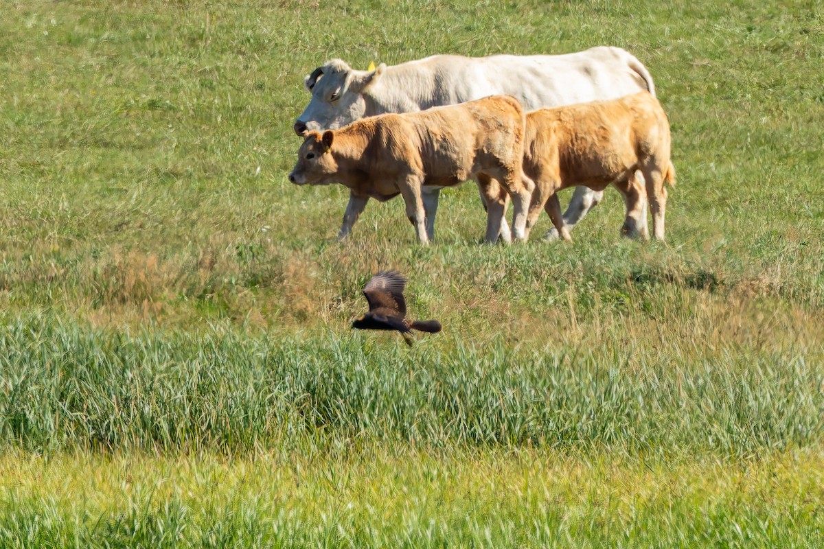 Western Marsh Harrier - ML647835595