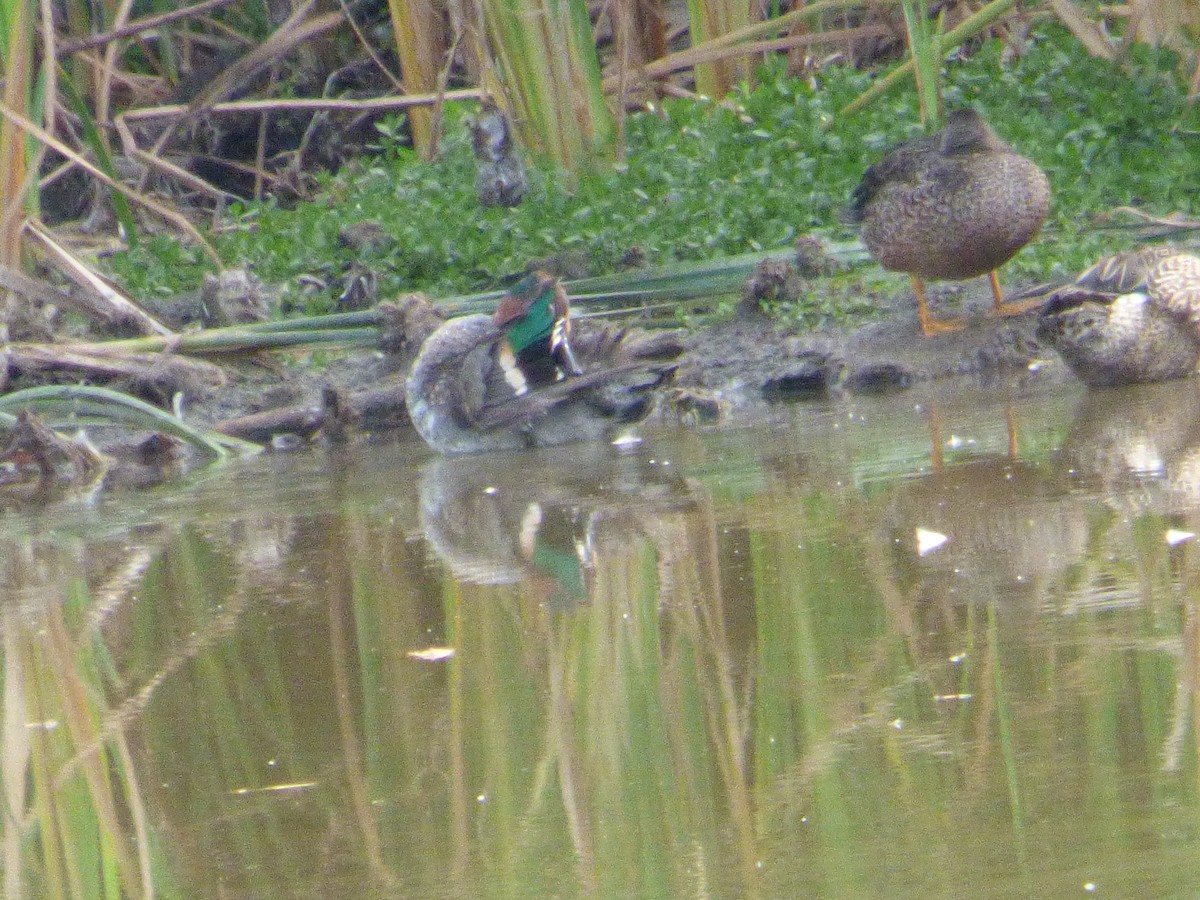 Green-winged Teal - ML647835596