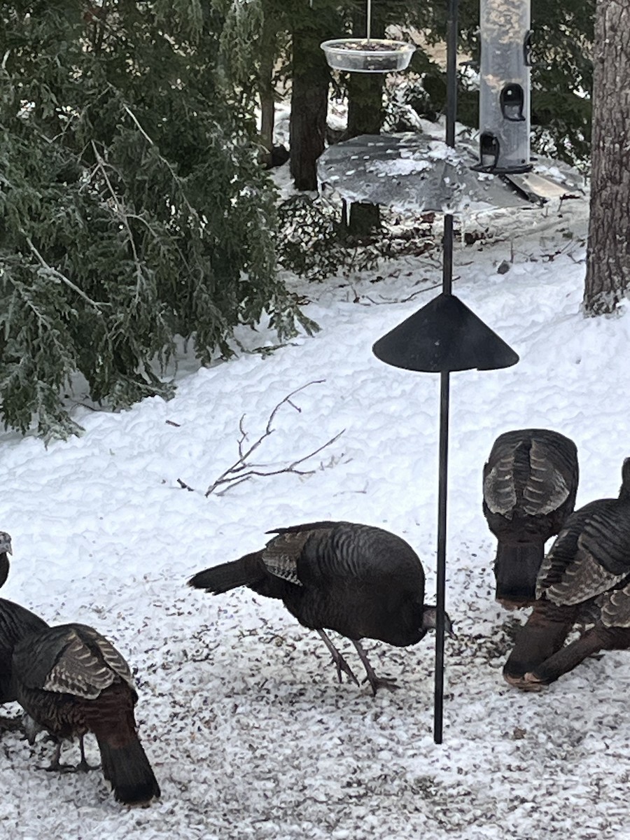 Wild Turkey - ML647835597