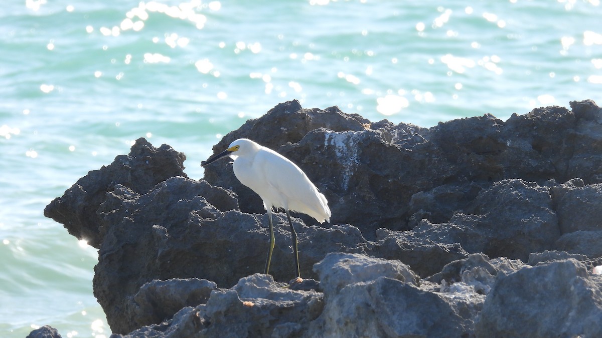 Snowy Egret - ML647835599