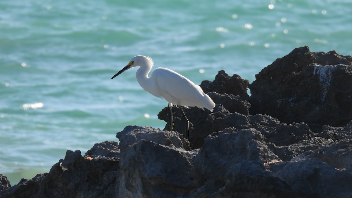 Snowy Egret - ML647835600