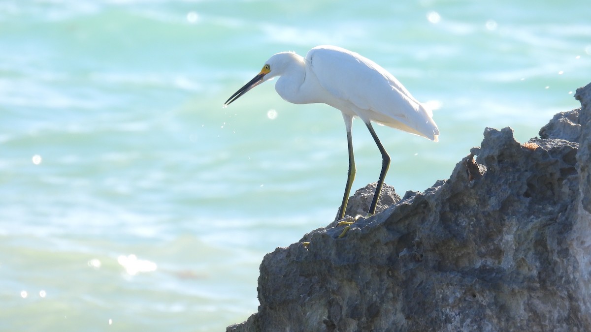 Snowy Egret - ML647835601