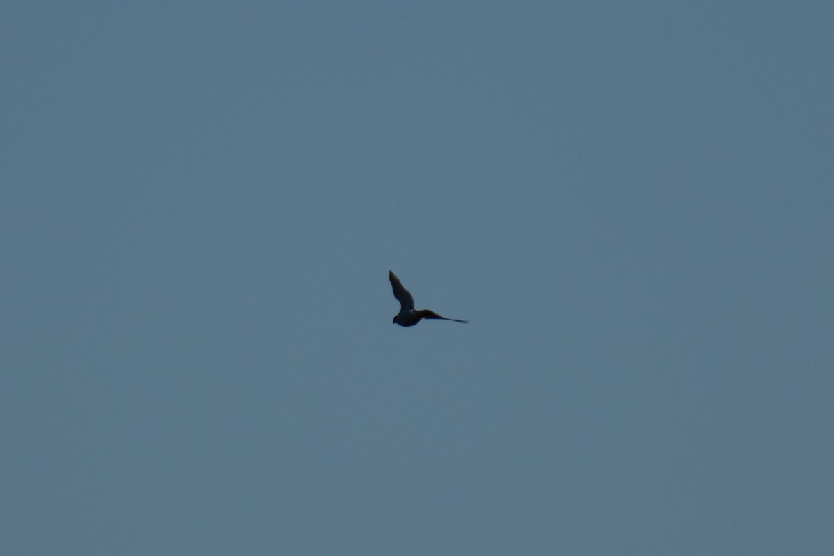 Eurasian Sparrowhawk - ML647835602