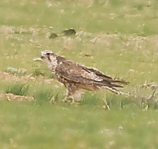 Saker Falcon - ML647835603