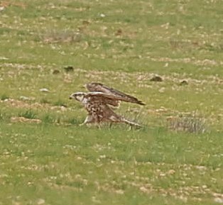 Saker Falcon - ML647835604