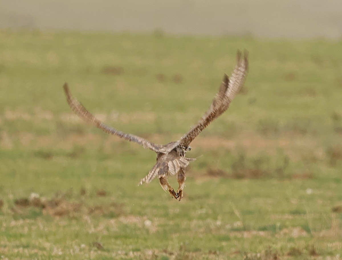 Saker Falcon - ML647835605