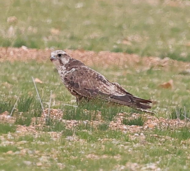 Saker Falcon - ML647835606