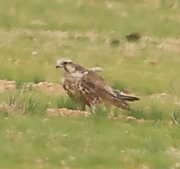 Saker Falcon - ML647835607