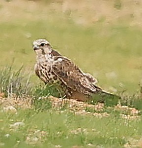 Saker Falcon - ML647835608