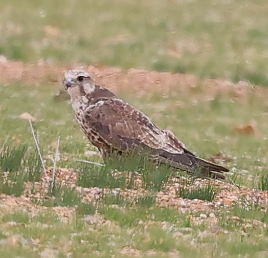 Saker Falcon - ML647835609
