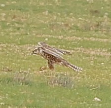 Saker Falcon - ML647835610