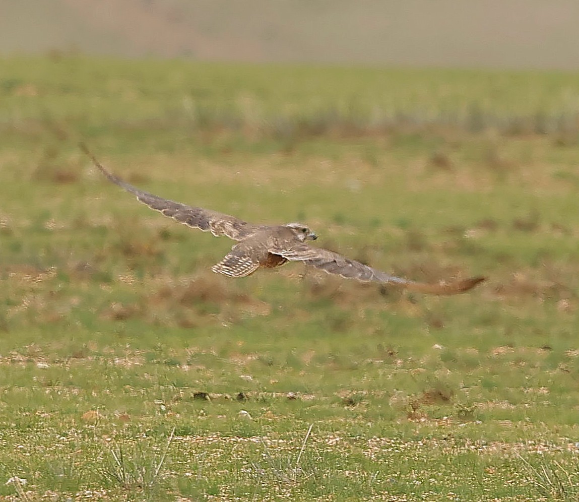 Saker Falcon - ML647835611