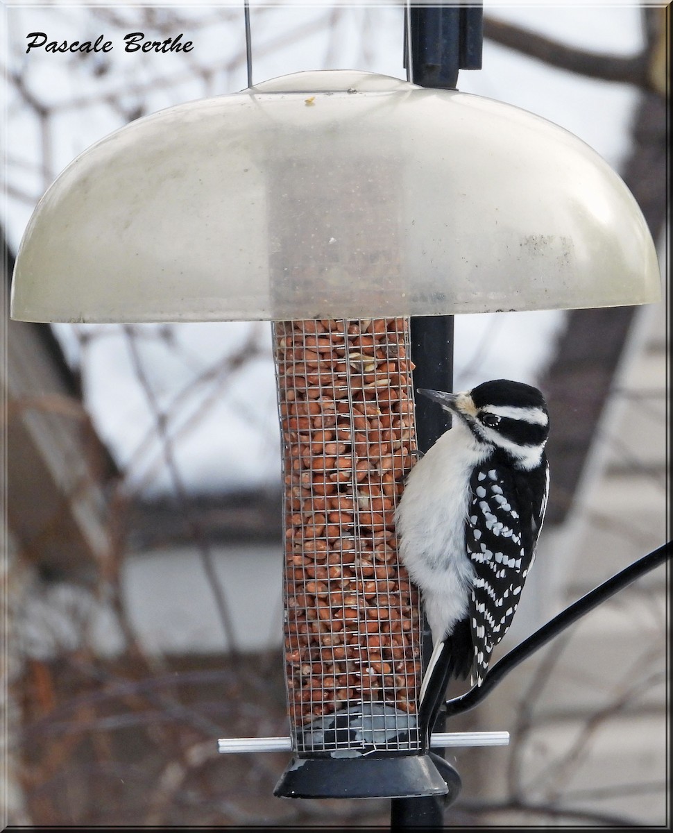 Hairy Woodpecker - ML647835612