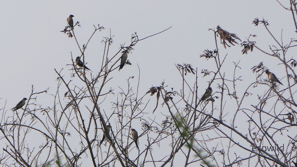 Eastern Red-rumped Swallow - ML647835613
