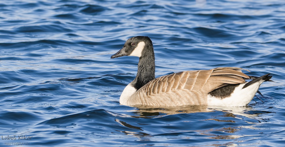 Canada Goose - ML647835614