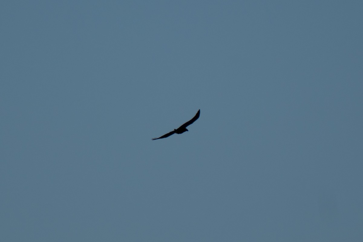 Common Raven - ML647835616