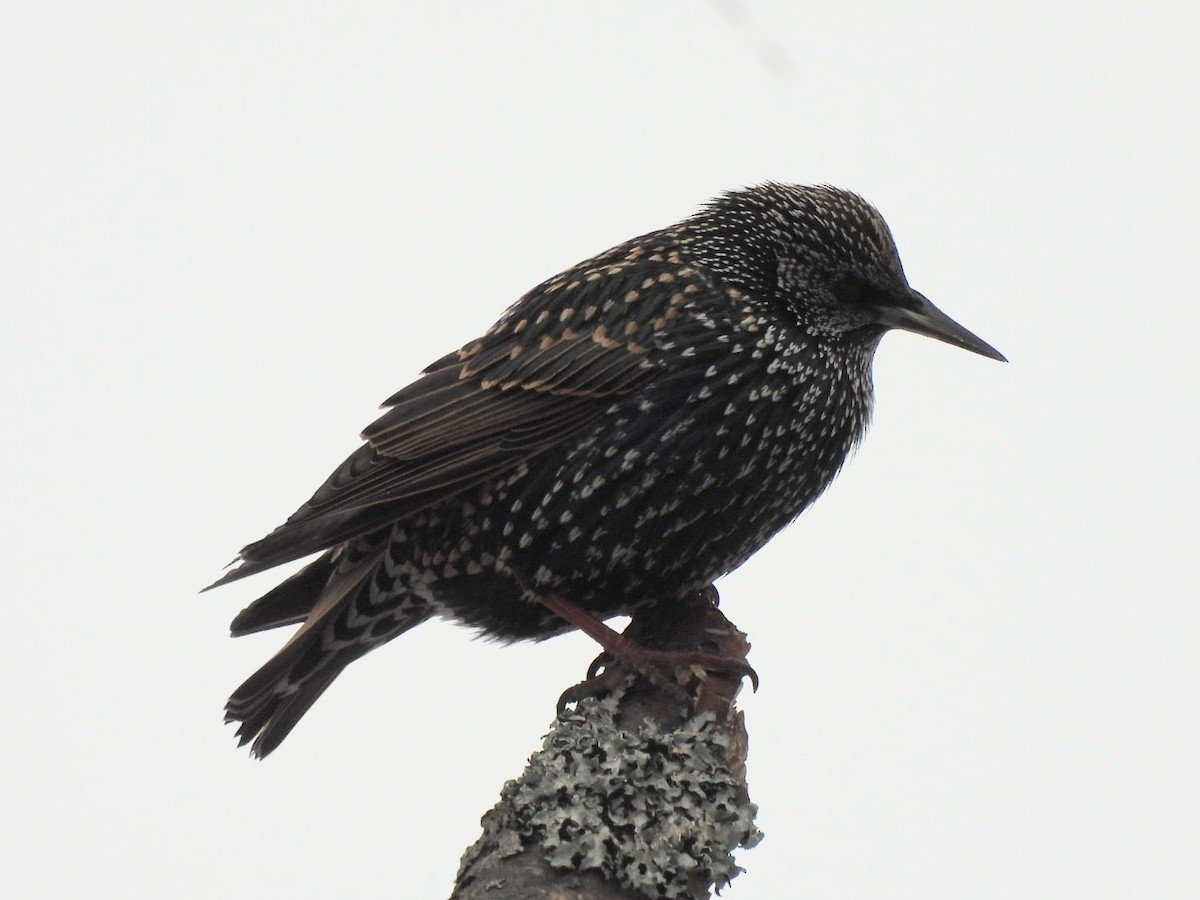 European Starling - ML647835617