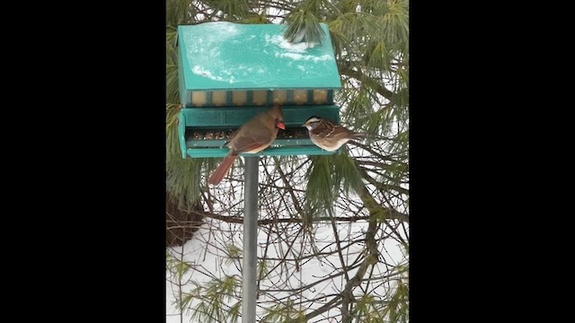 Белогорлая зонотрихия - ML647835618