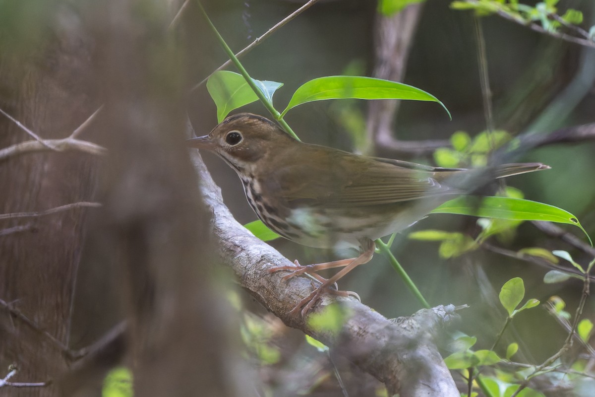 Ovenbird - ML647835628