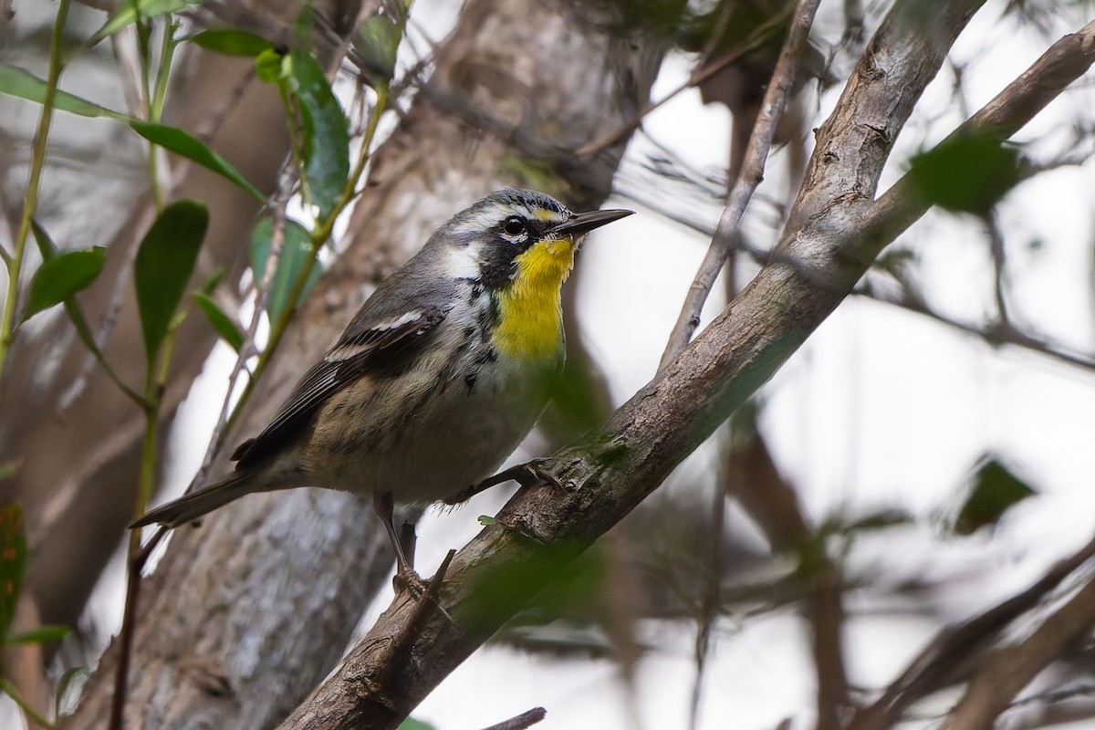 Paruline à gorge jaune - ML647835652