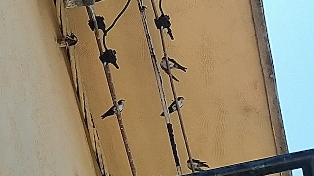 Патагонская ласточка - ML647835686