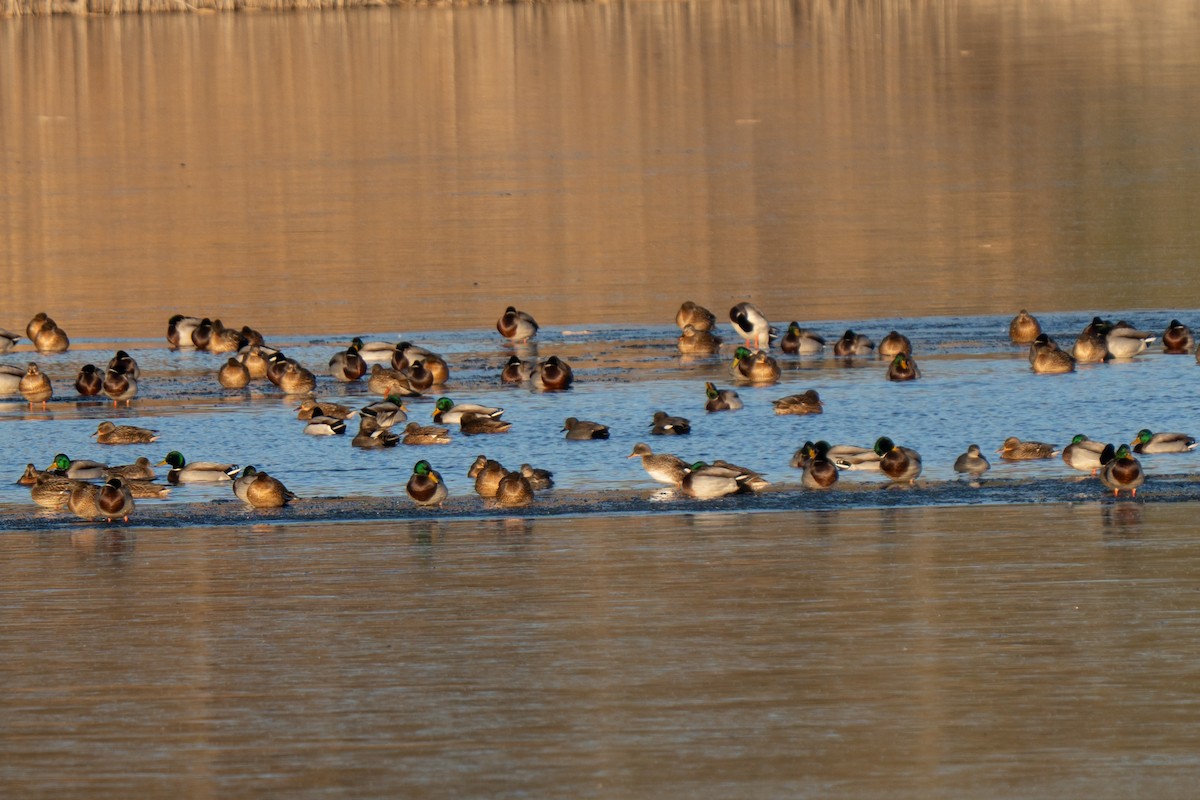 Серая утка - ML647835708