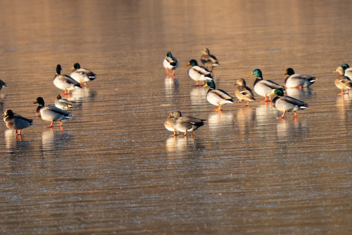 Серая утка - ML647835709