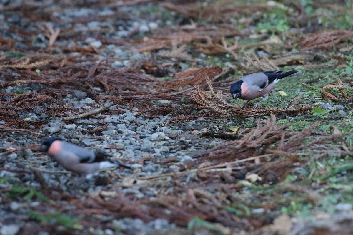 Eurasian Bullfinch - ML647835714