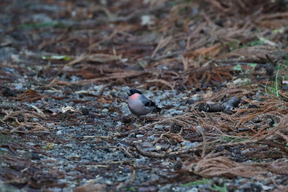 Eurasian Bullfinch - ML647835715