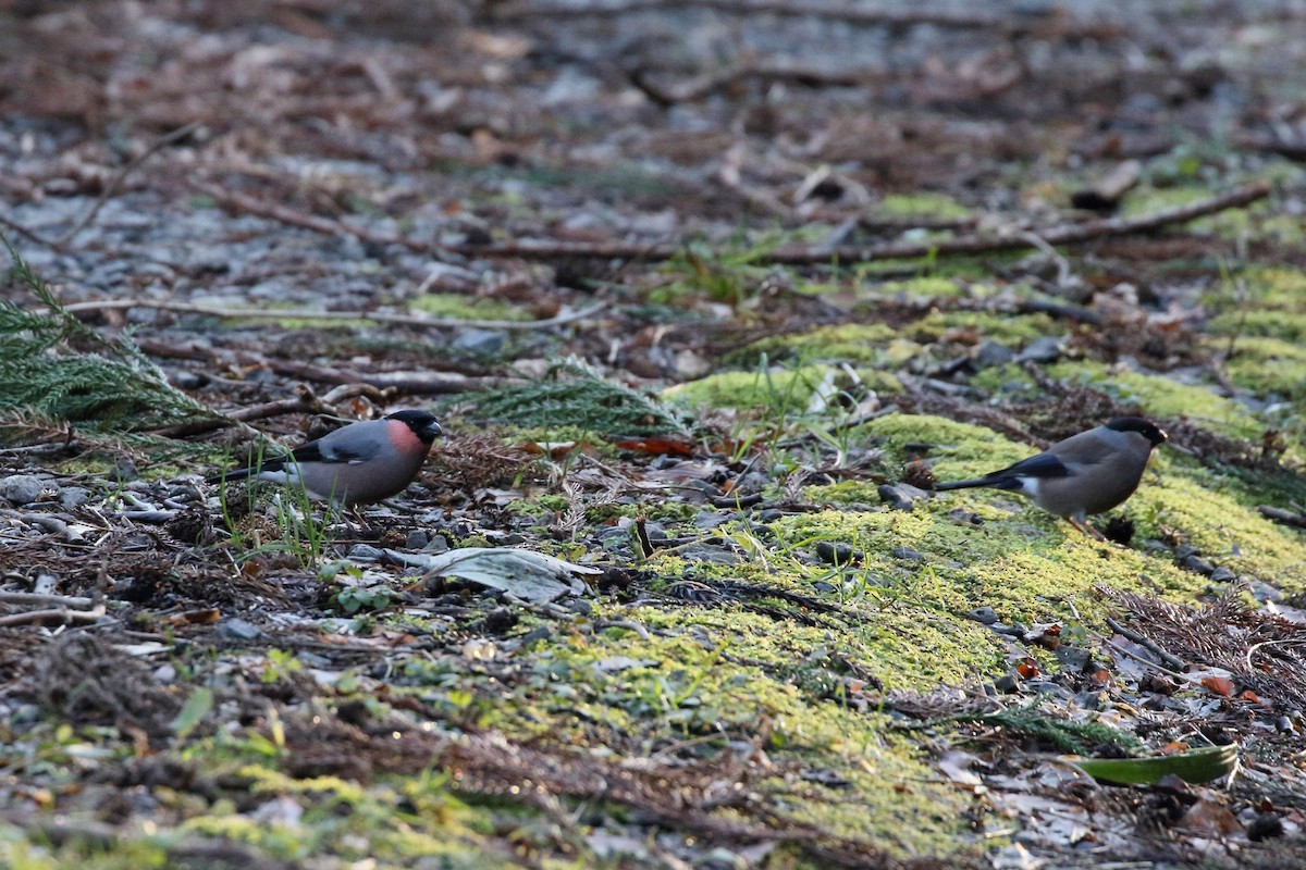 Eurasian Bullfinch - ML647835716