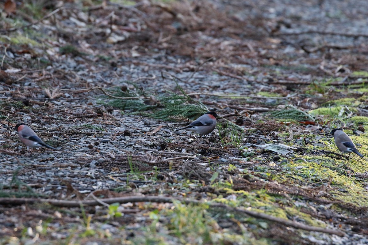 Eurasian Bullfinch - ML647835717