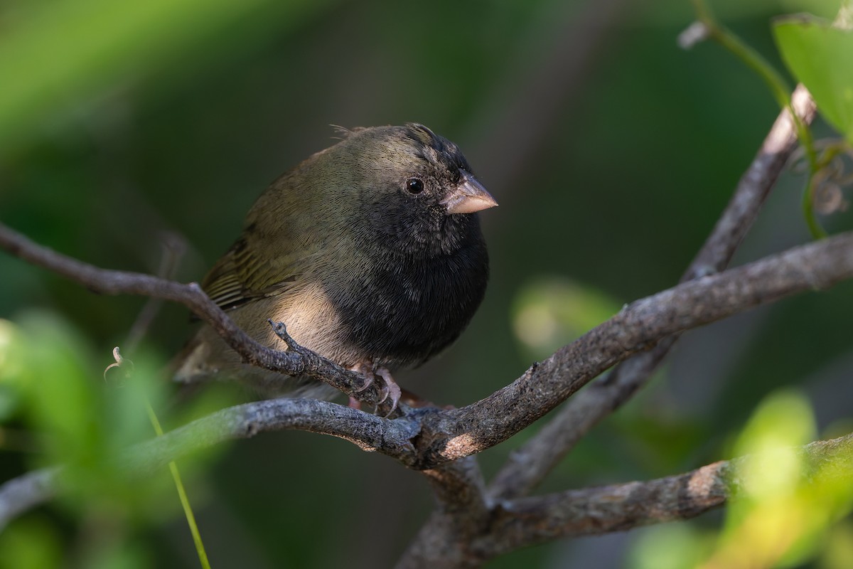 Black-faced Grassquit - ML647835767