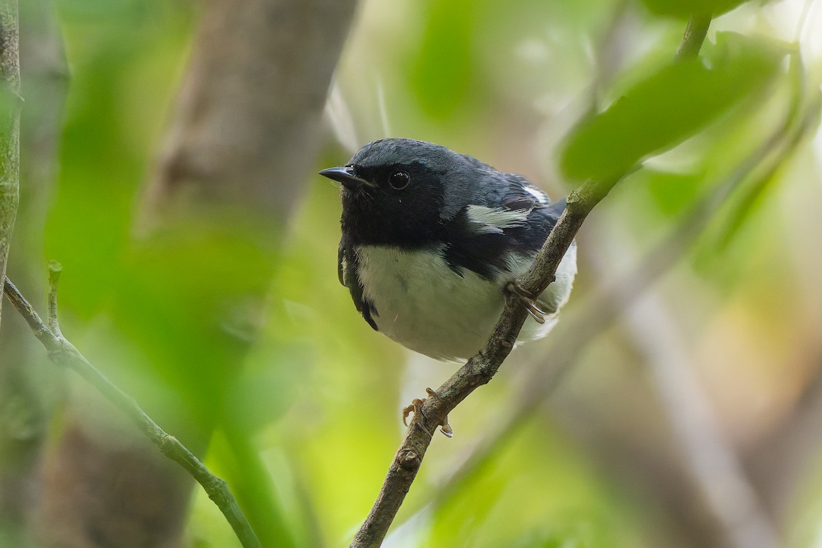 Black-throated Blue Warbler - ML647835778