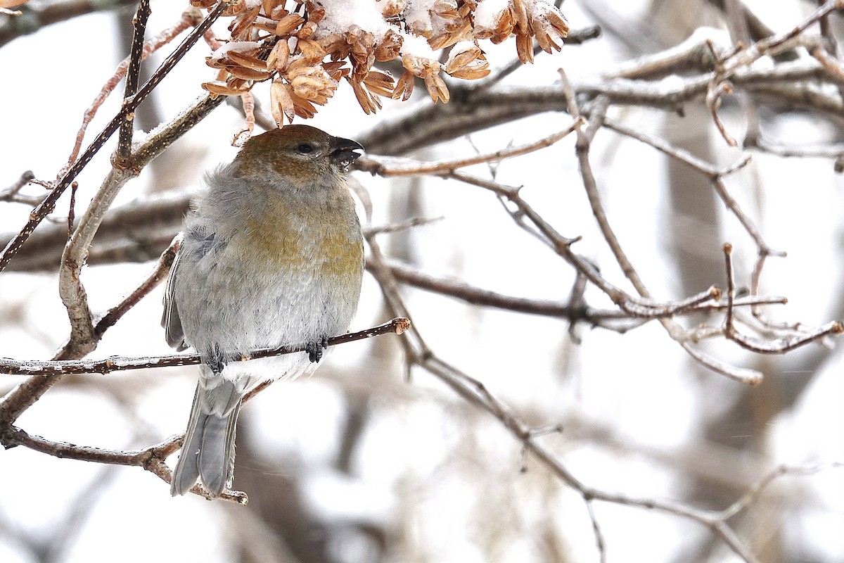 Pinu-gailupa - ML647835783