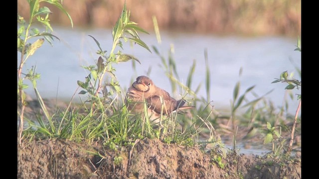 Восточная тиркушка - ML647835787