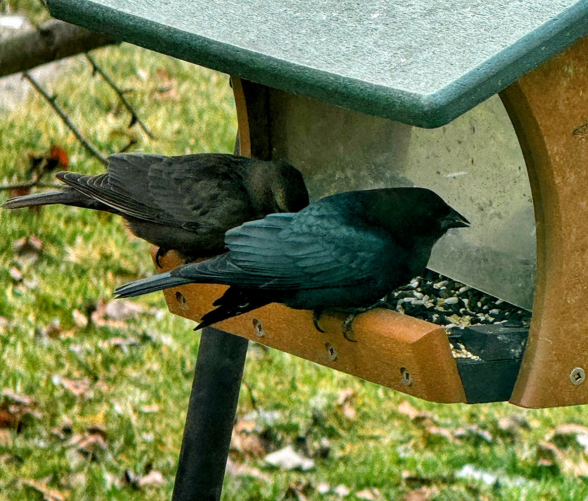 Коровий трупиал, буроголовый желтушник - ML647835812