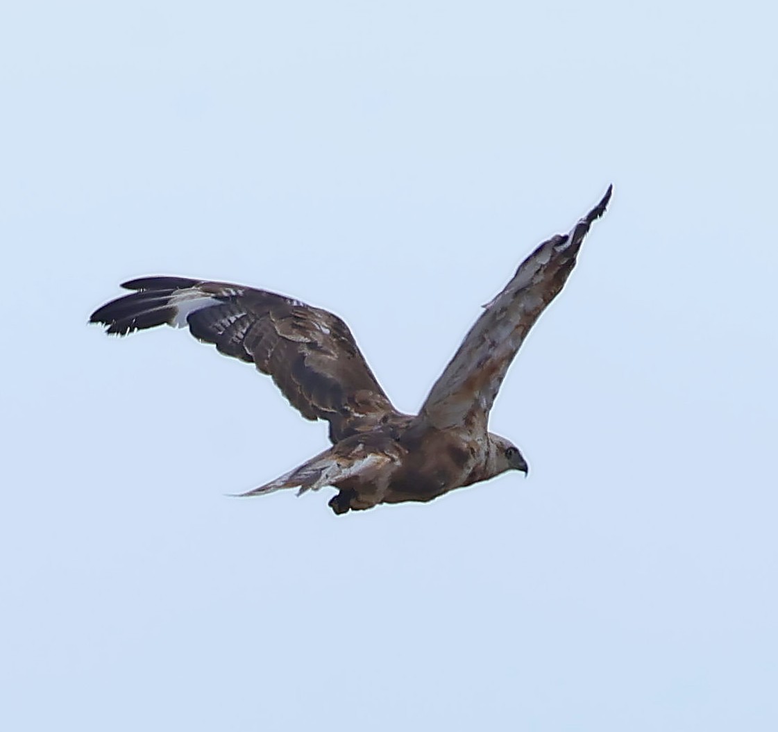 ニシオオノスリ - ML647835822