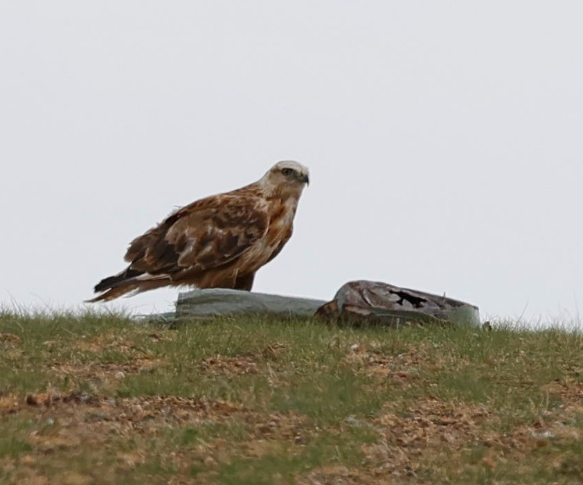 ニシオオノスリ - ML647835823