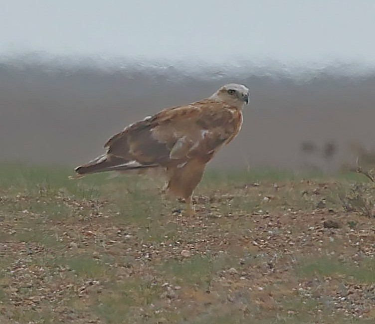 ニシオオノスリ - ML647835824