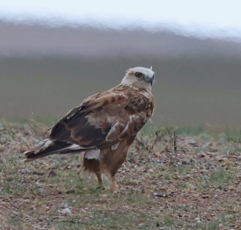 ニシオオノスリ - ML647835825