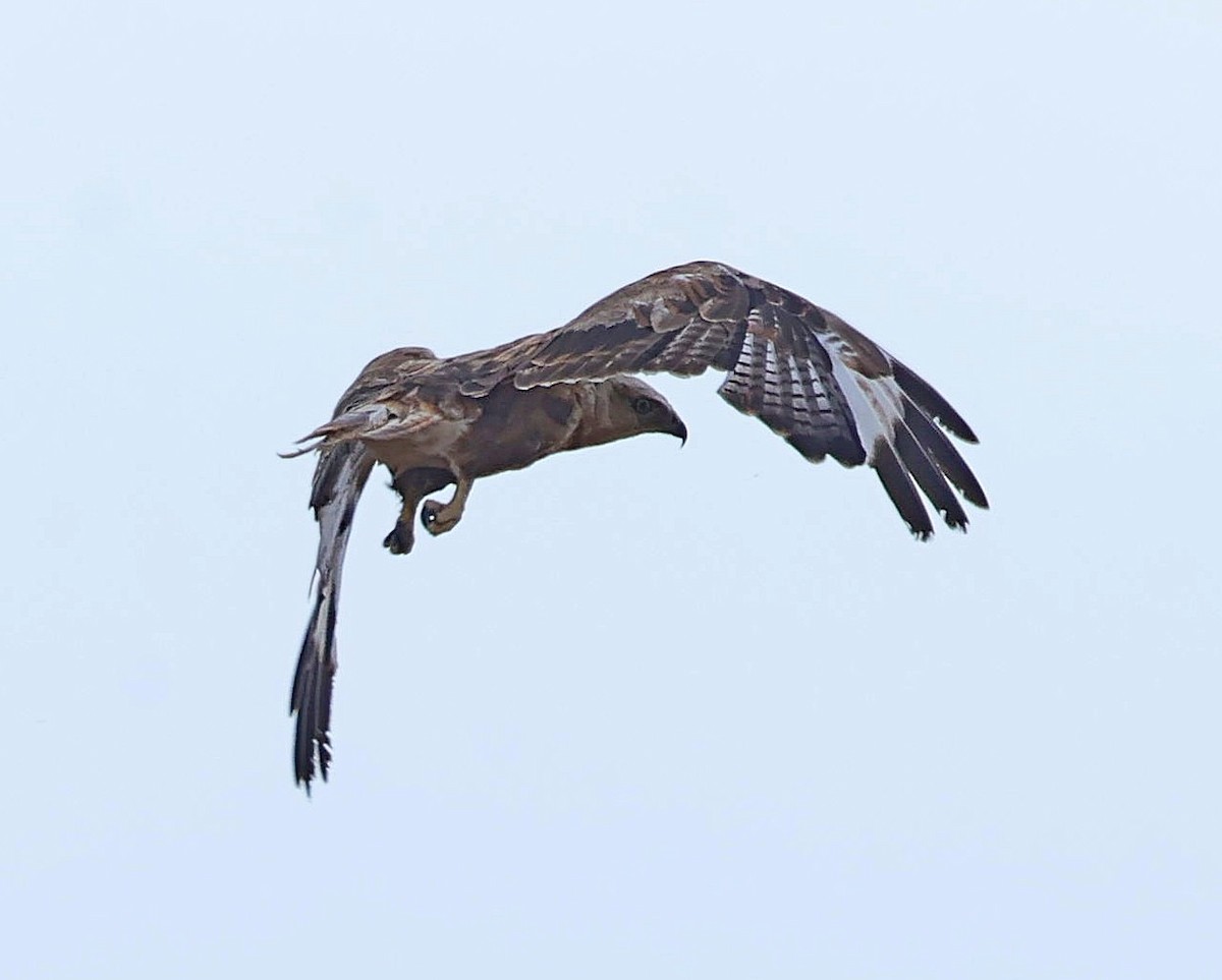 ニシオオノスリ - ML647835826