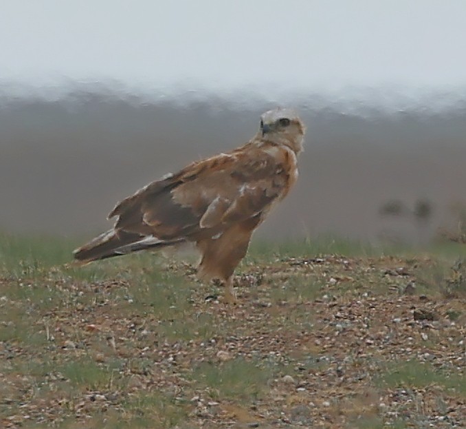 ニシオオノスリ - ML647835827