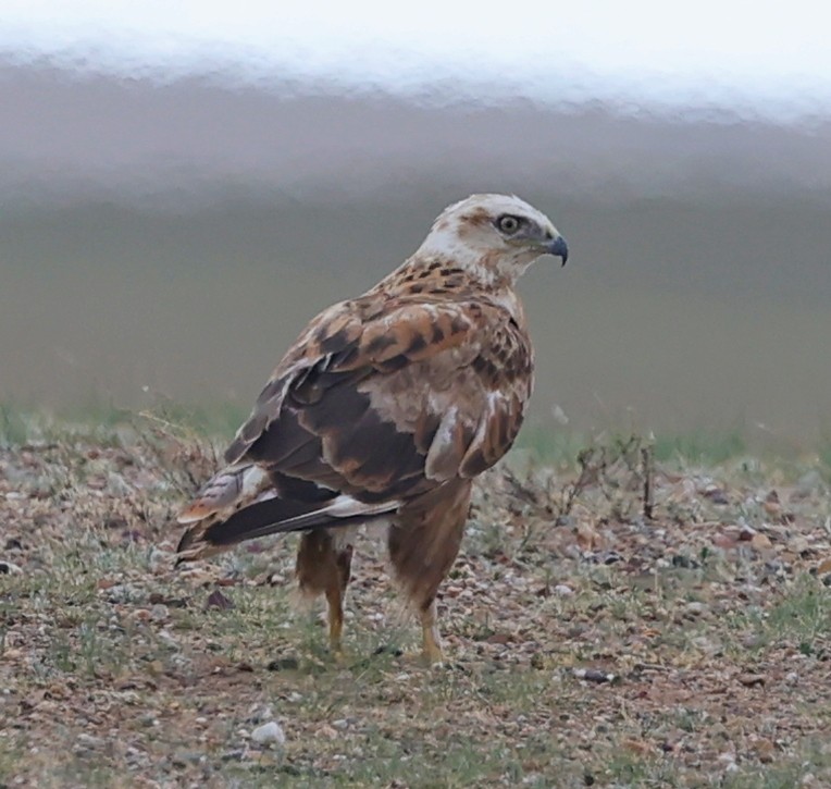 ニシオオノスリ - ML647835828