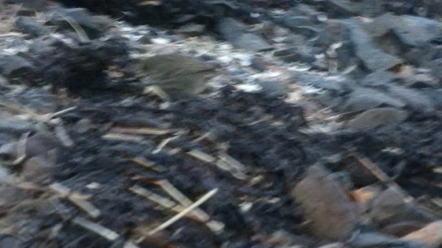 Скальный конёк - ML647835832