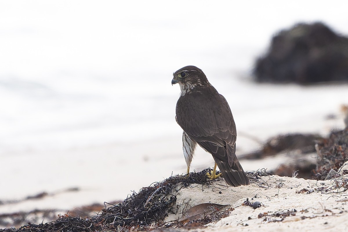 Merlin - ML647835866