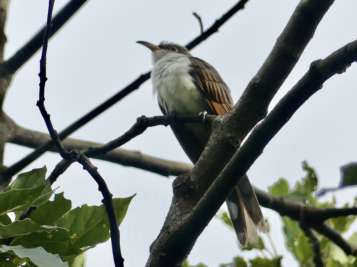 Yellow-billed Cuckoo - ML647835871
