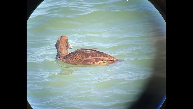 Гага - ML647835877